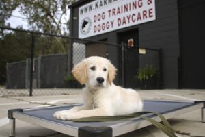 Karma K9
