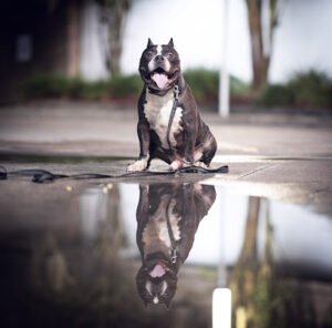 Southland K9