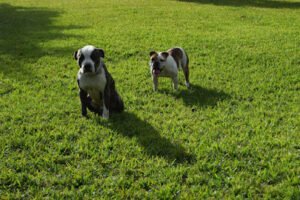 A B C’s of Dog Training Inc