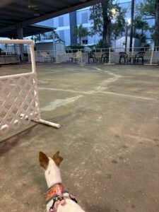 K-9 Obedience Club