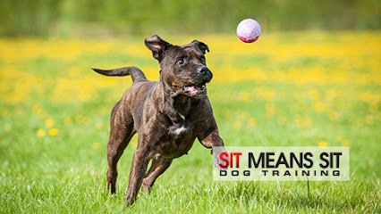 Sit Means Sit Dog Training