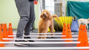 Lucky Dog Training Club