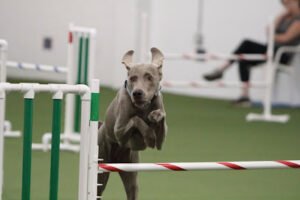 Dog Training Club of St Pete