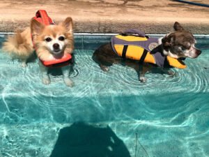 30a Dog Trainer