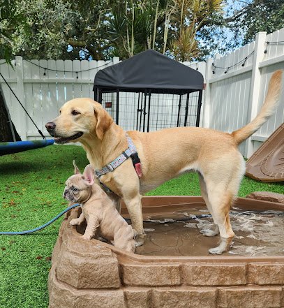 The DogSmith, Dog Training & Pet care