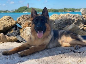 Fur Life K-9 Academy