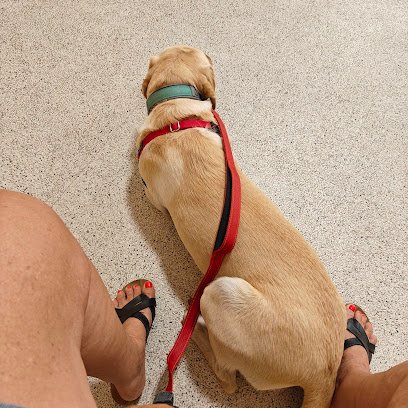 PetSmart Dog Training