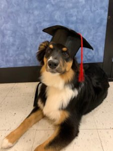 PetSmart Dog Training
