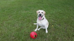 Milton K9 Academy