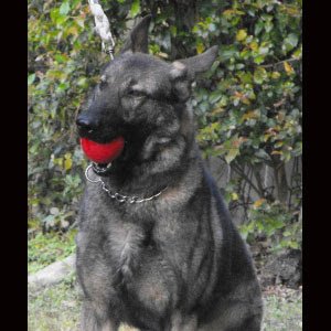 K9 International LLC