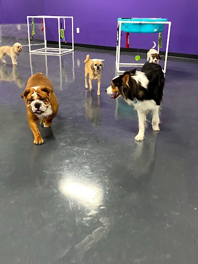 Fetch & Sketch Dog Training