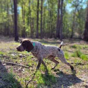 Flatwoods Kennels and Training llc