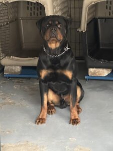 KINETIC KENNELS LLC