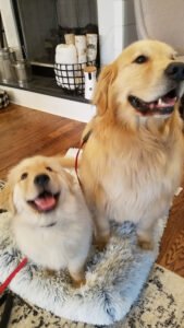 Superior Dog Training