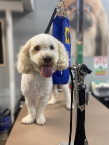Canine, Mind and Body