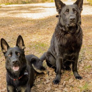 Solid K9 Solutions