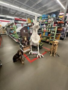 Panhandle Dog Trainer