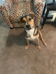 Good Dog Happy Owner Dog Training, LLC