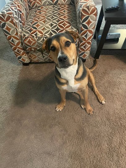 Good Dog Happy Owner Dog Training, LLC
