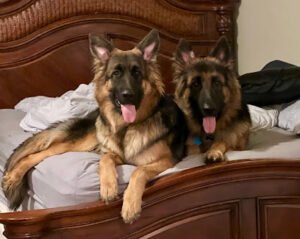 G6 K9 Dog Training