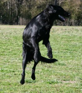 Pacesetter Training Kennel
