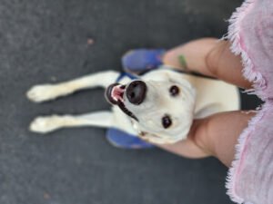 Sunshine K9 Training