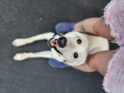 Sunshine K9 Training