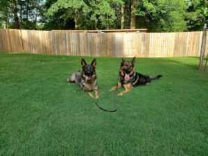 Alpha k9