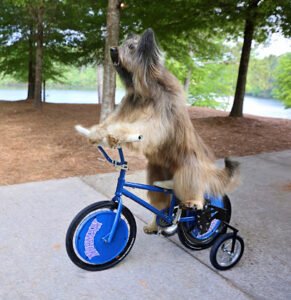 Scooter Dog Training
