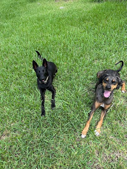 Saltwater Paws Training Company
