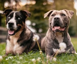 Dogs We Trust – Training & Boarding