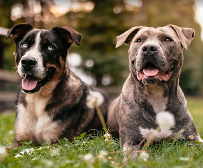 Dogs We Trust – Training & Boarding