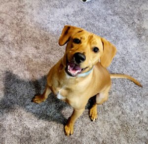 Buckets of Fun & Pawsitive Choices