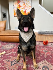 Full Contact K9