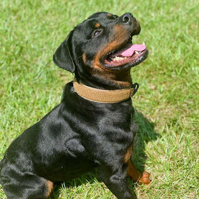 MuddyWaters Dog Training