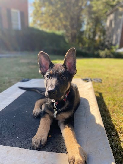 First Line K9 Atlanta LLC