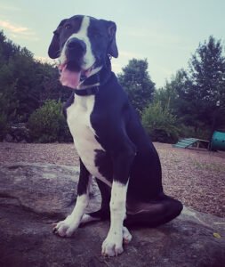 Off Leash K9 Training, Atlanta