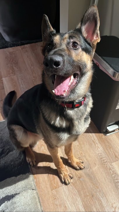 Mrs. Ellea, Pet Behaviour Specialist/Trainer