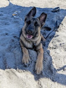 Southern State K-9 Training LLC
