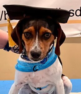 Best Buddies Dog Training LLC