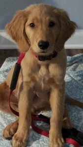 Superior Dog Training