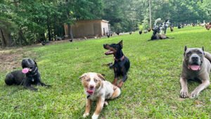 Patriot K9 Training & Services