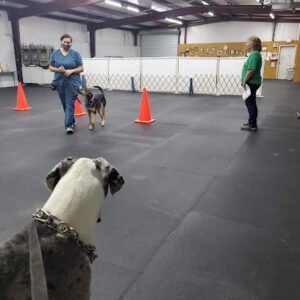 Obedience Club of Chattanooga