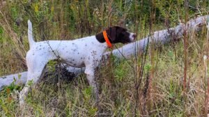 Oak Run Kennels