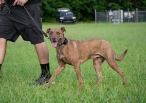 Quality K9 Concepts