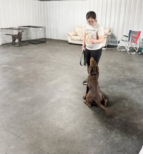 Tazmanian K-9 Training