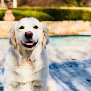 Canine Elite Obedience