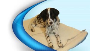 Jo-Thor’s Dog Trainers’ Academy