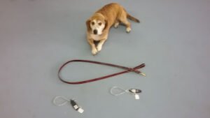 Off The Leash