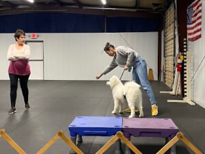 Alchemy Dog Training